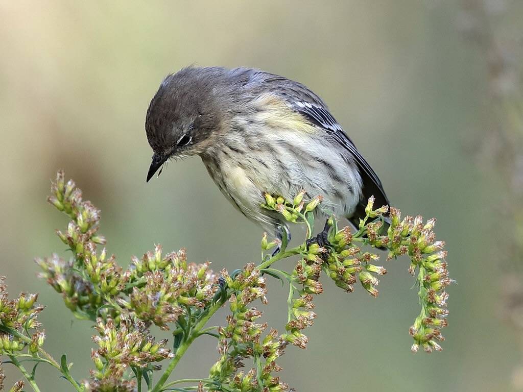 Yellow Rumped Warbler by ibm4381 is licensed under CC BY 2.0.